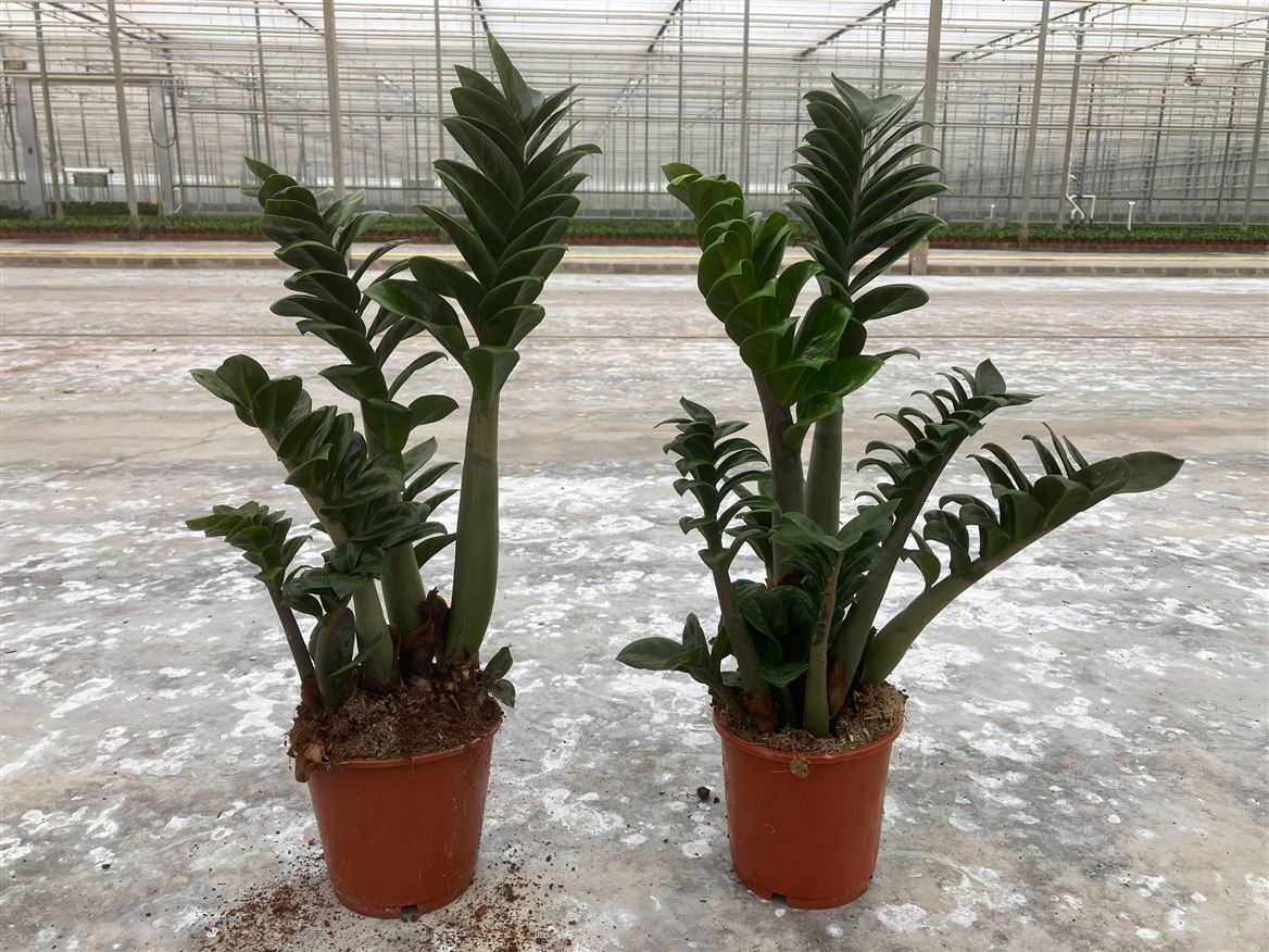 Горшечные цветы и растения оптом Zamioculcas Zenzi 14 Cm, 2+ Veren от 7шт из Голландии с доставкой по России