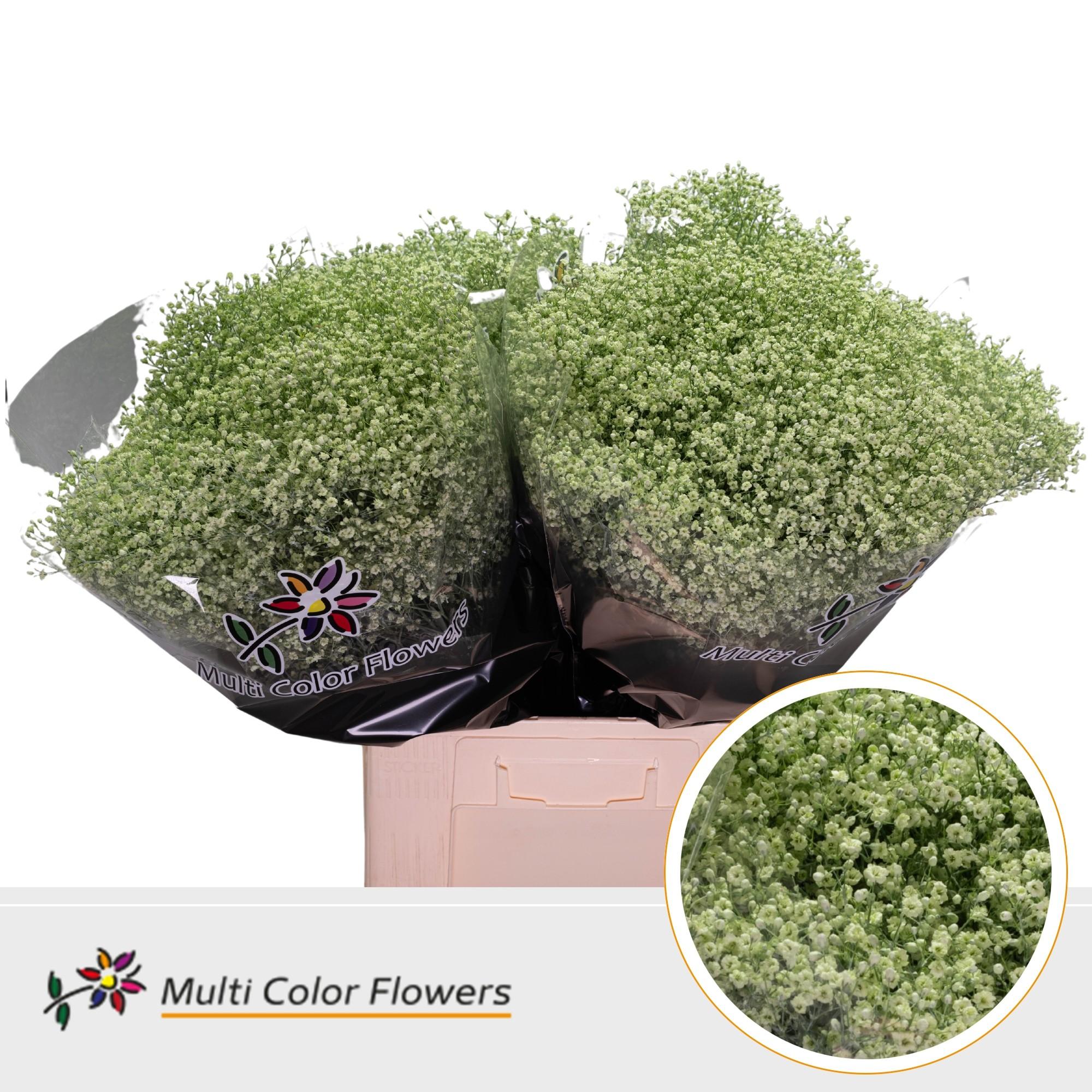 Срезанные цветы оптом Gyps fine paint mintgreen от 100шт. из Голландии с доставкой по России