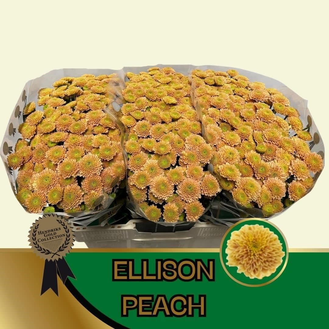 Срезанные цветы оптом Chrys sa ellison peach от 75шт из Голландии с доставкой по России