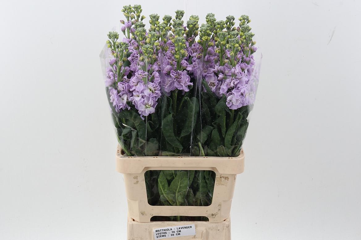 Срезанные цветы оптом Matthiola phantom lavender от 30шт из Голландии с доставкой по России