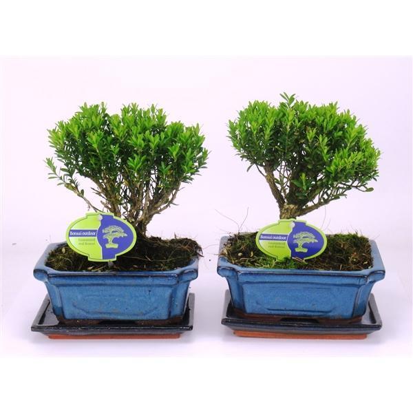 Горшечные цветы и растения оптом Bonsai Buxus Harlandii, With Driptray от 6шт из Голландии с доставкой по России