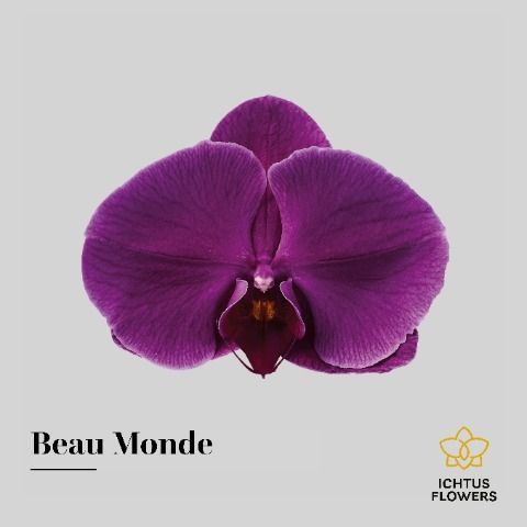 Срезанные цветы оптом Phalaenopsis beau monde (per flower) от 25шт из Голландии с доставкой по России