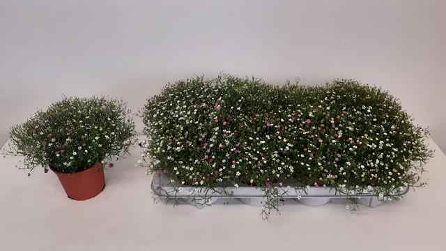 Горшечные цветы и растения оптом Gyps M Gypsy от 8шт из Голландии с доставкой по России