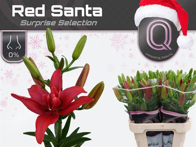 Срезанные цветы оптом Lilium la dbl red santa от 40шт из Голландии с доставкой по России