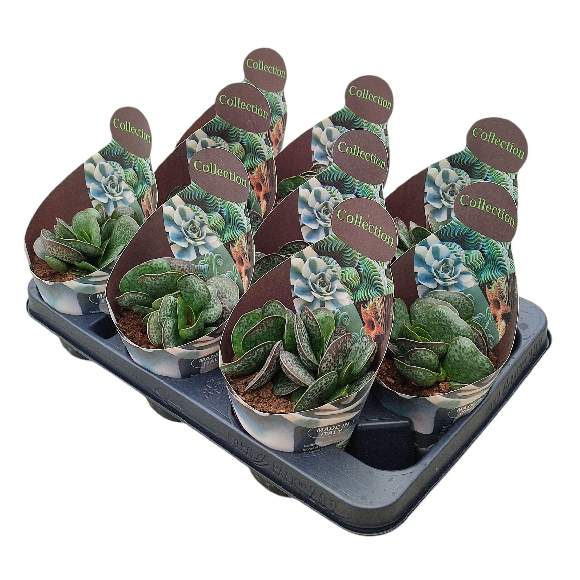 Горшечные цветы и растения оптом Adromischus Rupicola Potcover от 9шт из Голландии с доставкой по России