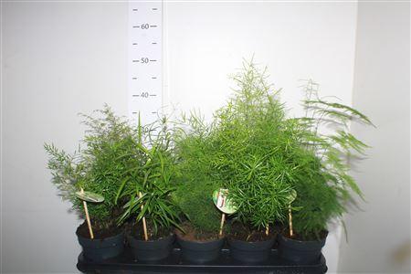 Горшечные цветы и растения оптом Aspar Gem от 10шт из Голландии с доставкой по России