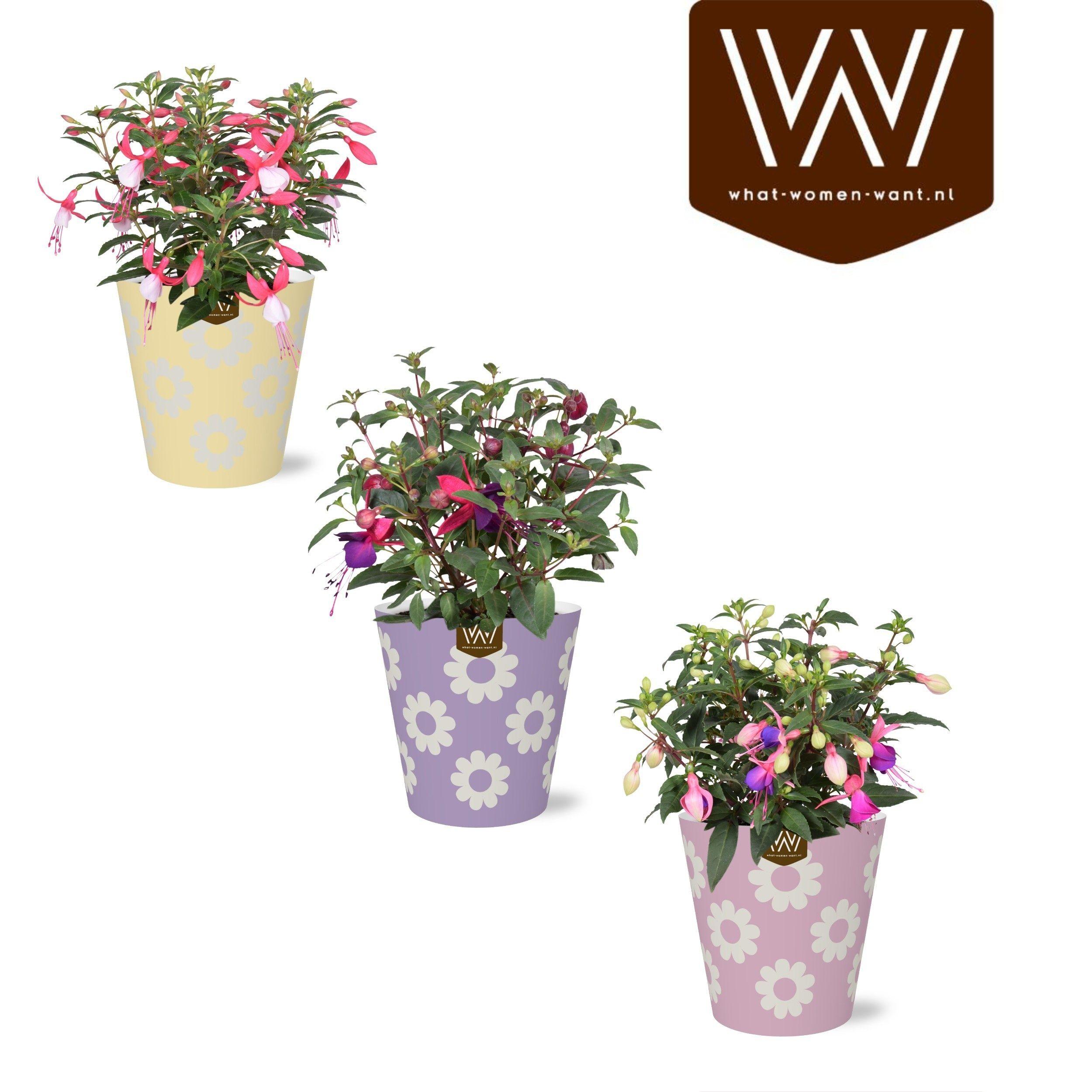 Горшечные цветы и растения оптом Van Fuchsia Beauty от 6шт из Голландии с доставкой по России