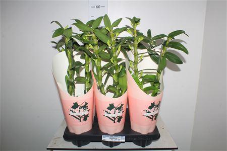 Горшечные цветы и растения оптом Dendr N S C Apollon Wild Spring Deal от 6шт из Голландии с доставкой по России