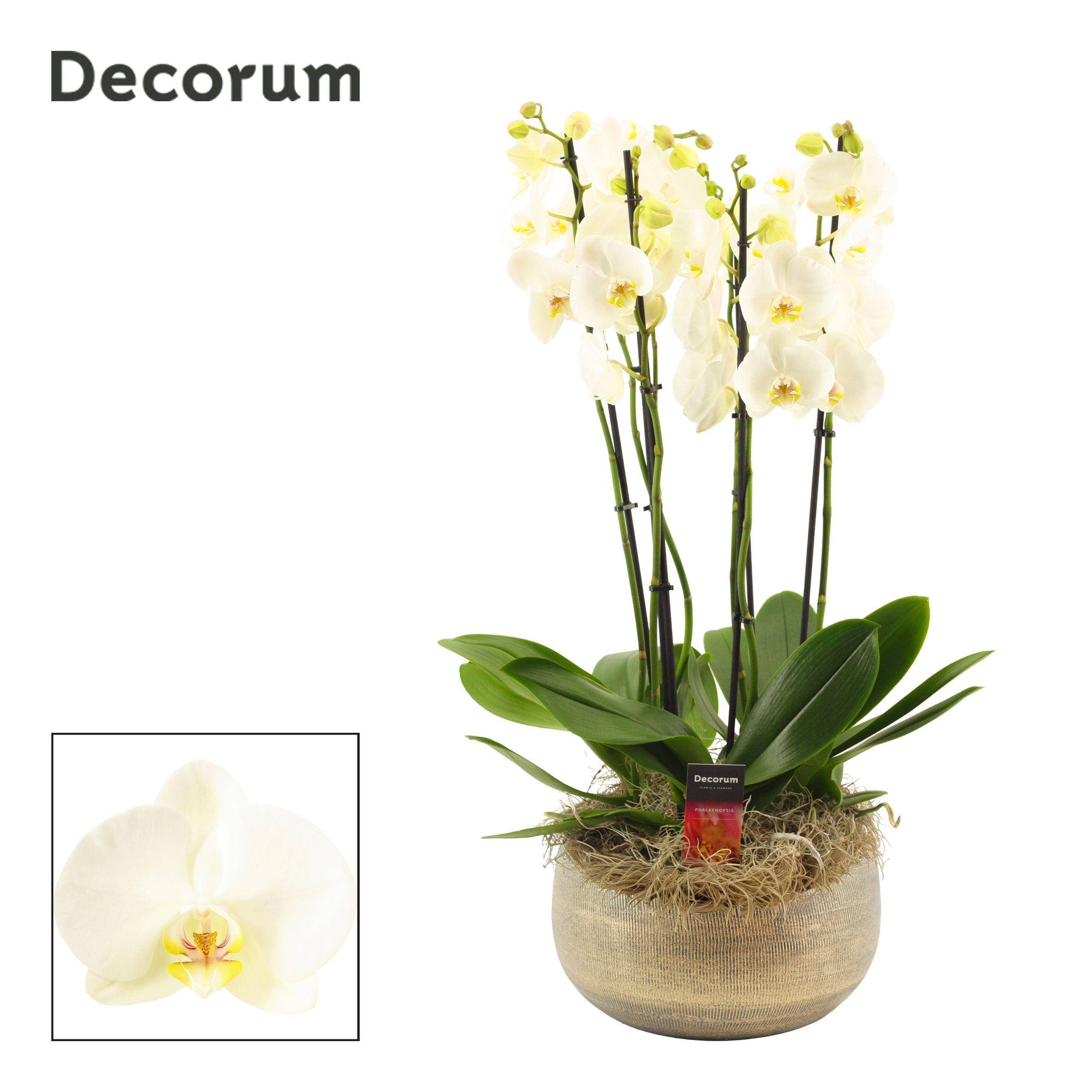 Горшечные цветы и растения оптом Phal Ov Wit от 1шт'' из Голландии с доставкой по России