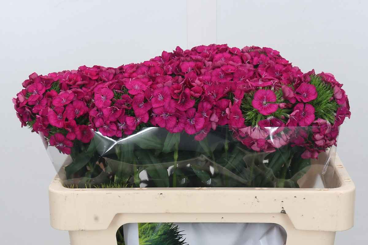 Срезанные цветы оптом Dianthus br kiwi fuchsia от 30шт из Голландии с доставкой по России