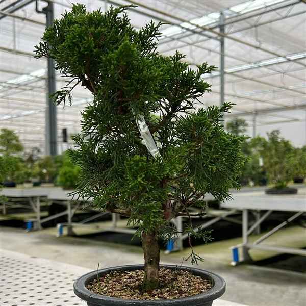 Горшечные цветы и растения оптом Bonsai Juniperus Chinensis, 16 Cm, In Trainingpot от 5шт из Голландии с доставкой по России