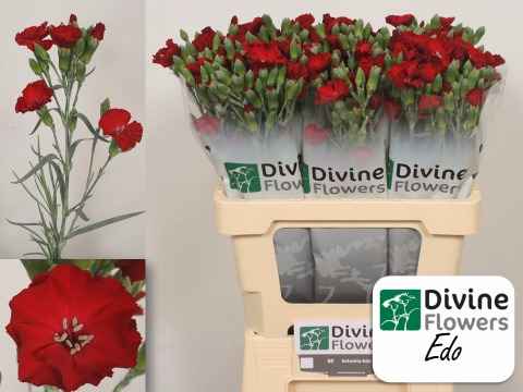 Срезанные цветы оптом Dianthus sp solomio edo от 60шт из Голландии с доставкой по России