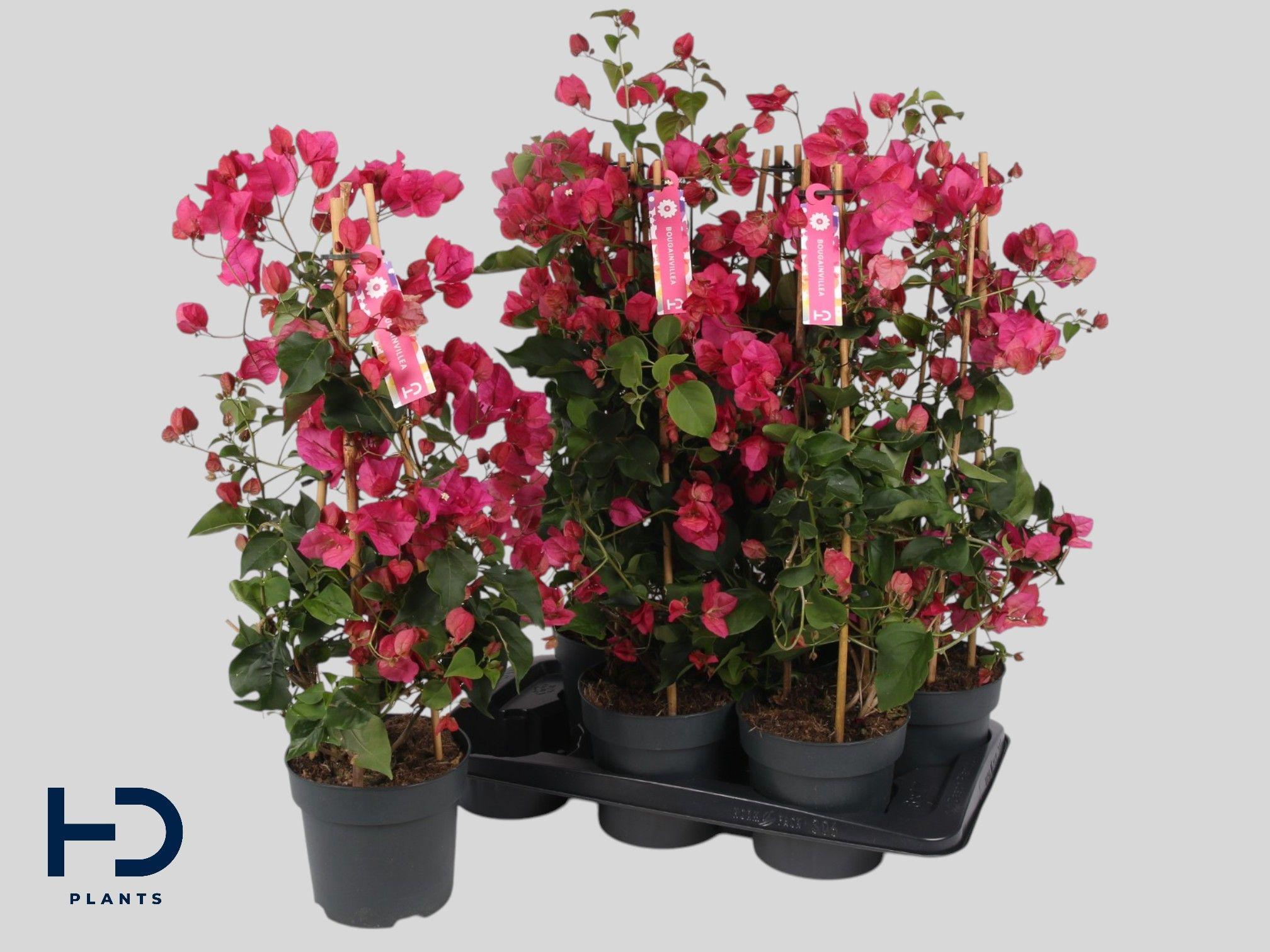 Горшечные цветы и растения оптом Bougainv Ov от 6шт из Голландии с доставкой по России