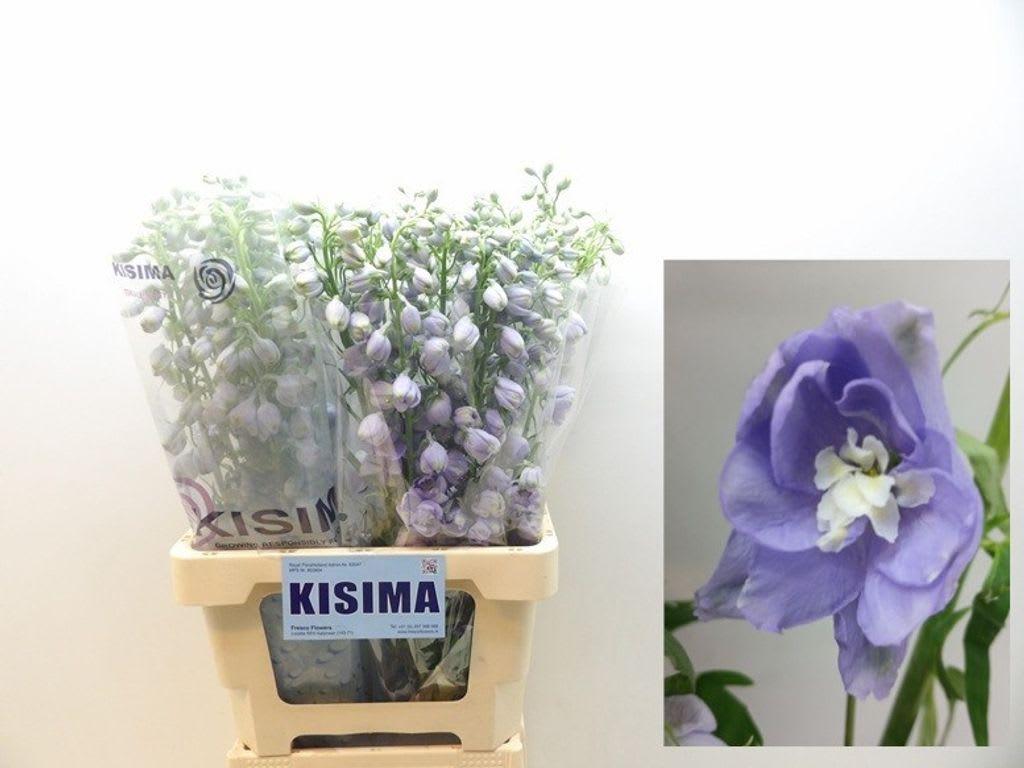Срезанные цветы оптом Delphinium el magic fountains lavender от 40шт из Голландии с доставкой по России