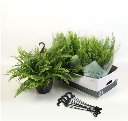 Горшечные цветы и растения оптом Nephr Ex Green Momen Hangpotten от 6шт из Голландии с доставкой по России