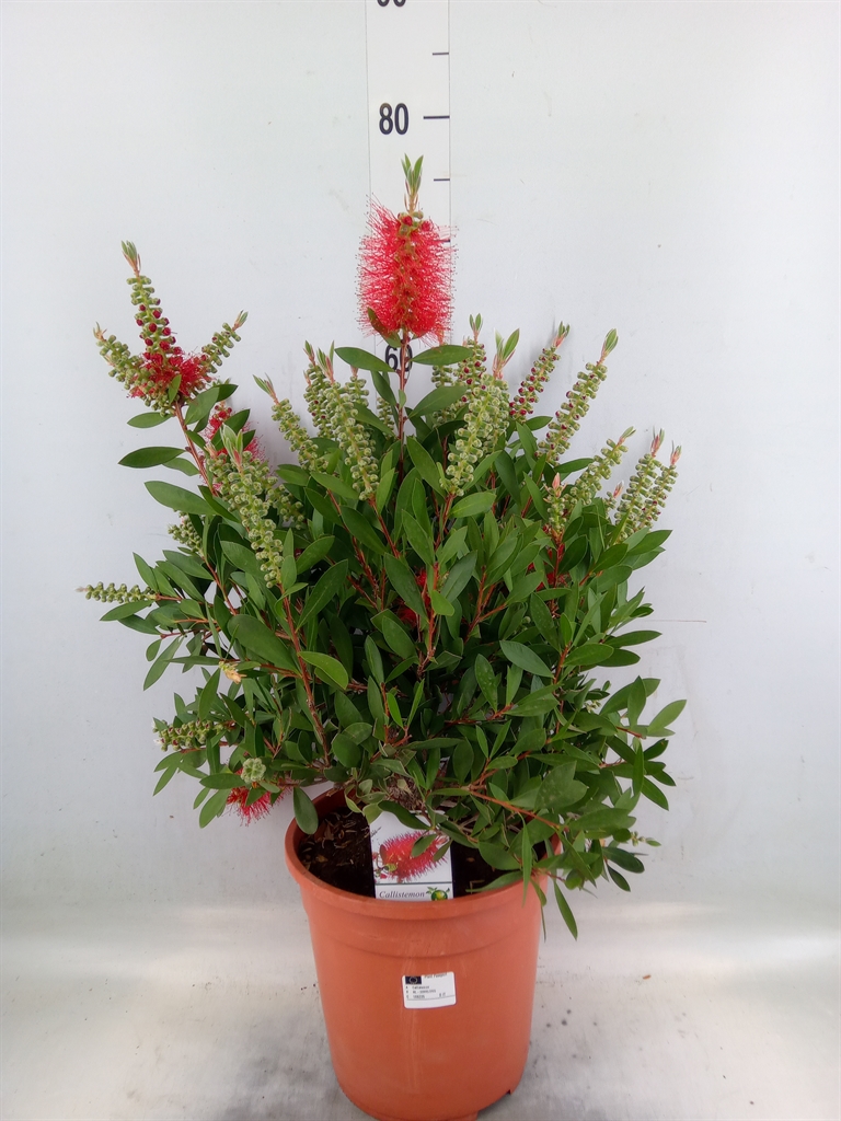 Горшечные цветы и растения оптом Callistemon Citrinus от 1шт из Голландии с доставкой по России