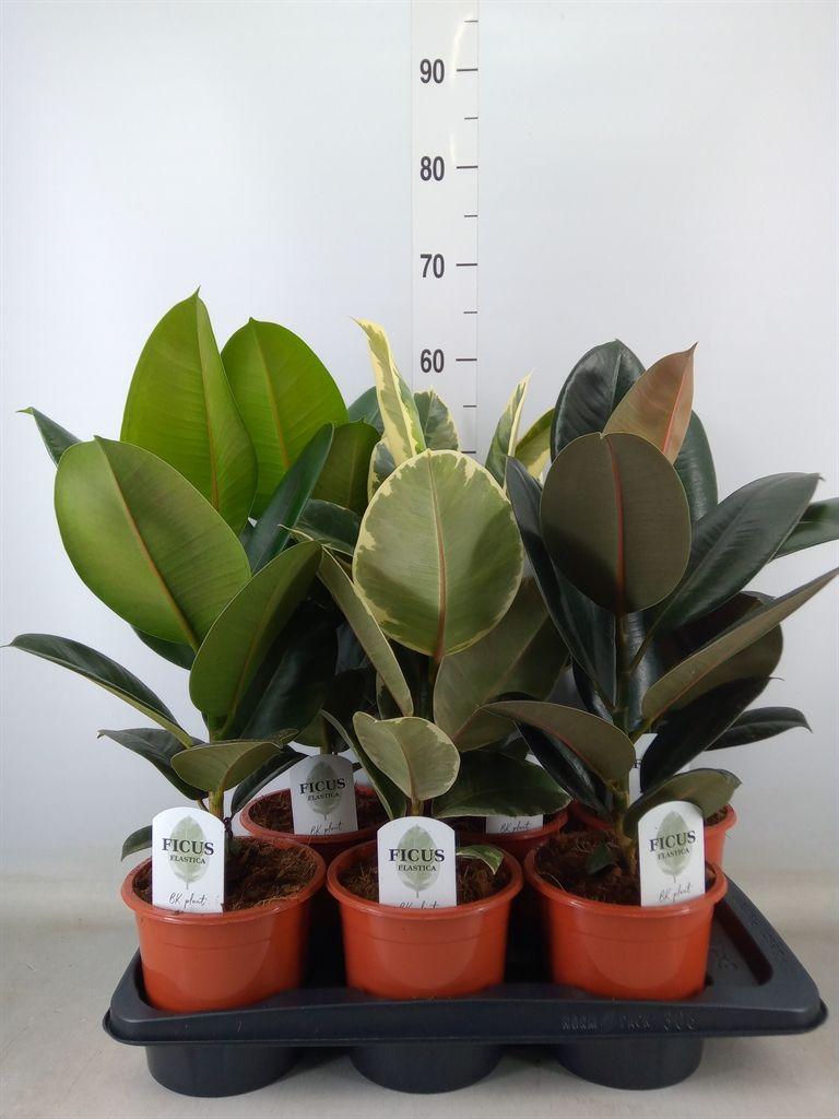 Горшечные цветы и растения оптом Ficus Elastica   ...mix 3 от 6шт из Голландии с доставкой по России