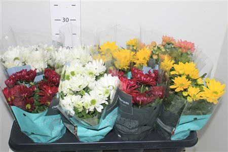 Горшечные цветы и растения оптом Chrys Breeze Gem от 8шт из Голландии с доставкой по России