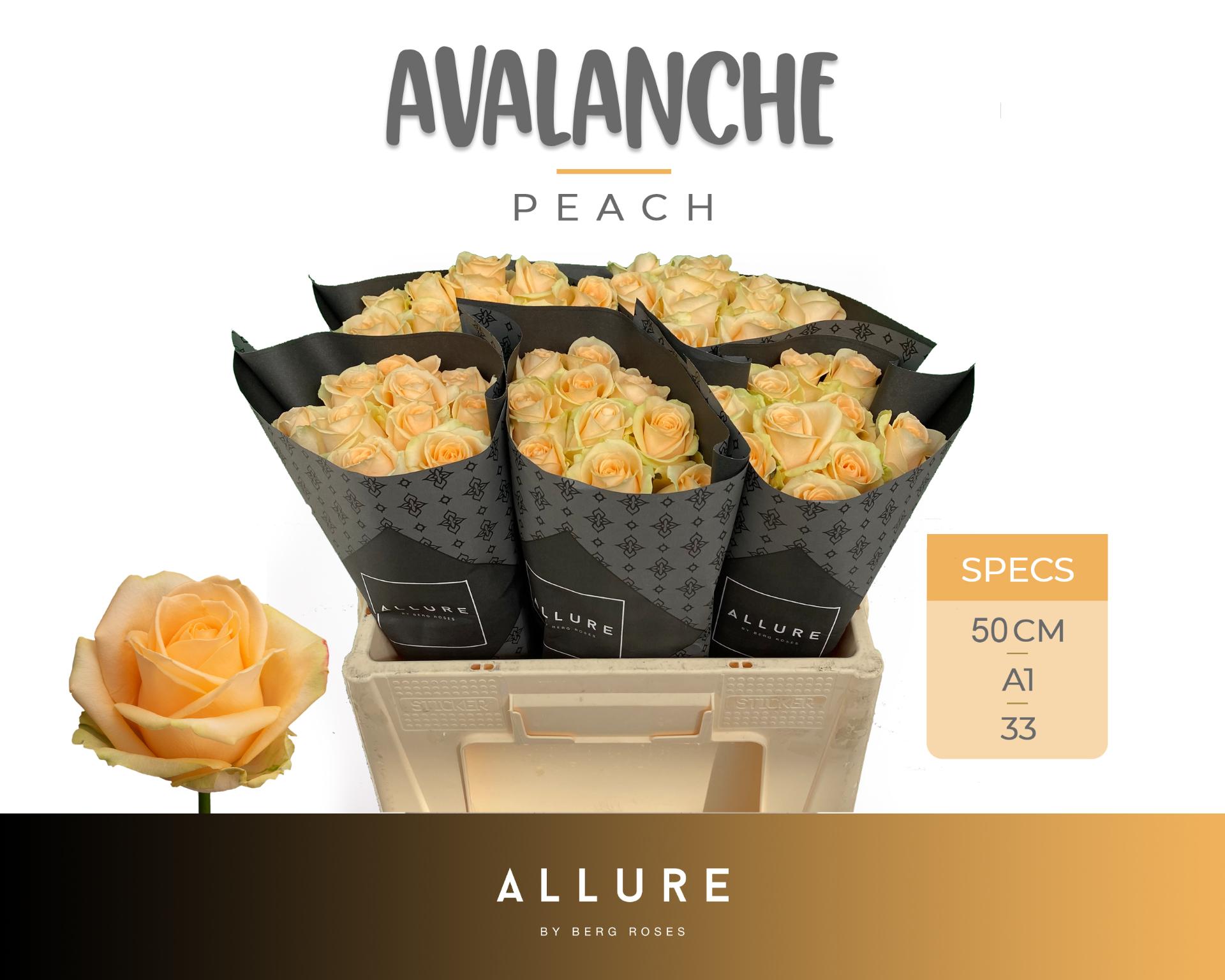 Срезанные цветы оптом Rosa large peach avalanche+ Allure от 50шт из Голландии с доставкой по России