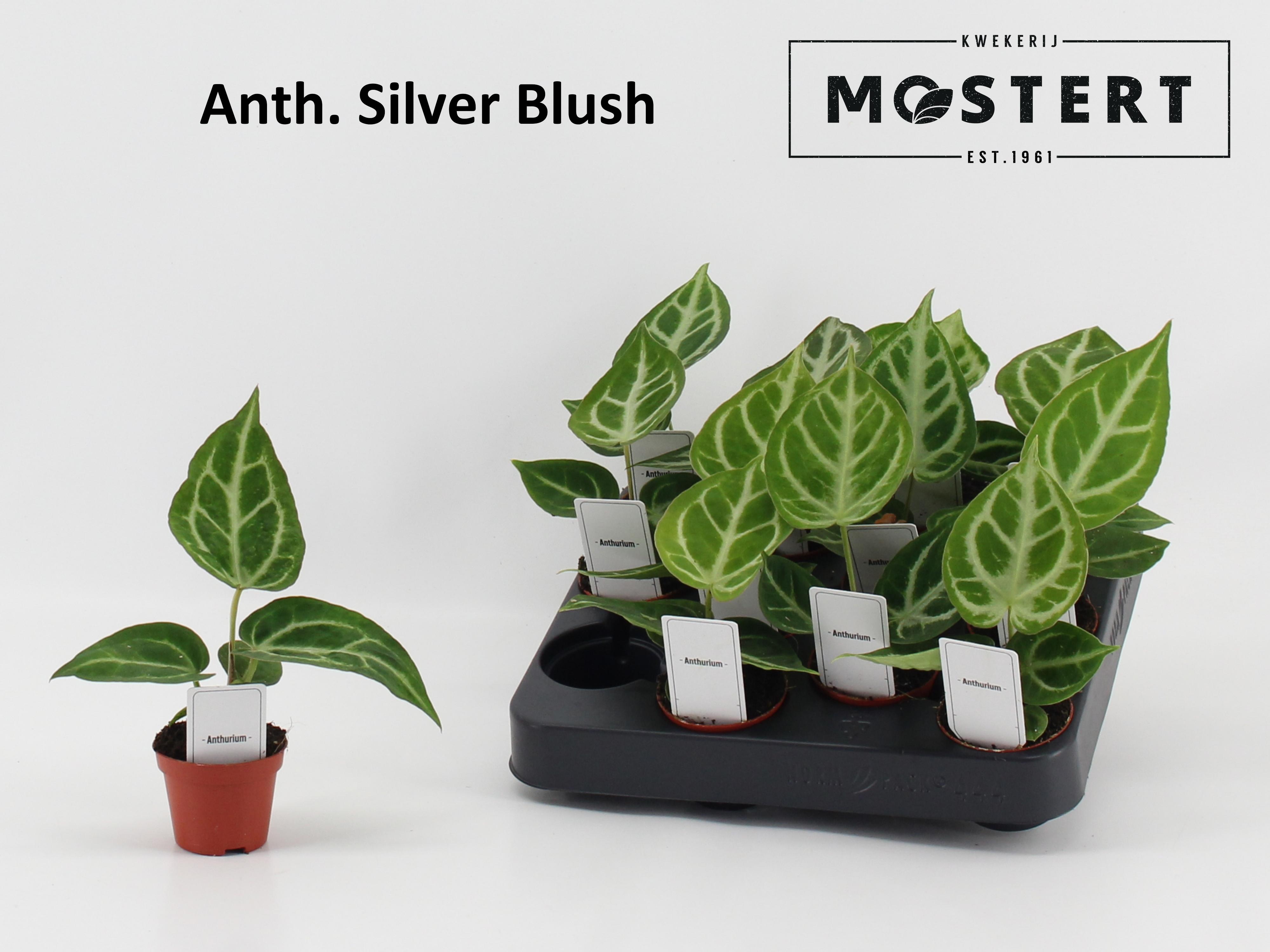 Горшечные цветы и растения оптом Anthu Ov от 12шт (для телеги) из Голландии с доставкой по России