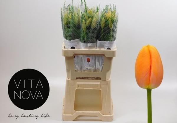 Срезанные цветы оптом Tulipa fre dordogne от 60шт из Голландии с доставкой по России