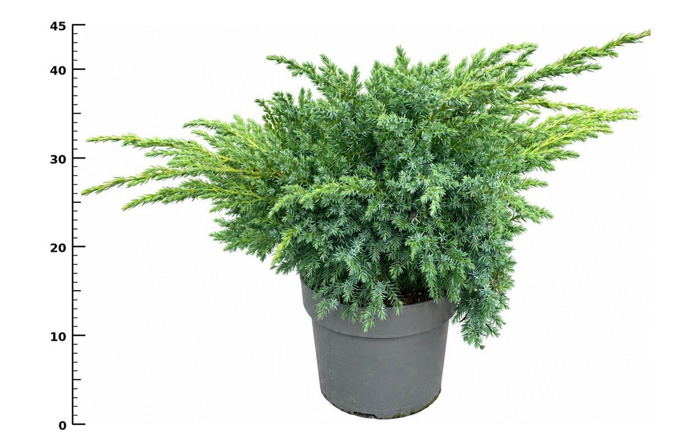 Горшечные цветы и растения оптом Juniperus Squa Blue Swede от 1шт из Голландии с доставкой по России