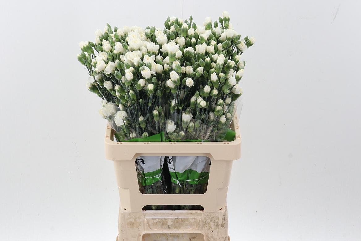 Срезанные цветы оптом Dianthus sp tarifa от 100шт из Голландии с доставкой по России