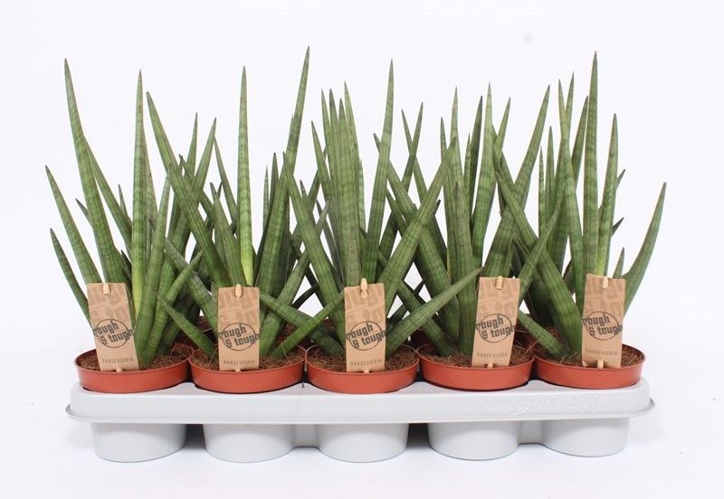 Горшечные цветы и растения оптом Sansevieria Tough Guy от 10шт из Голландии с доставкой по России