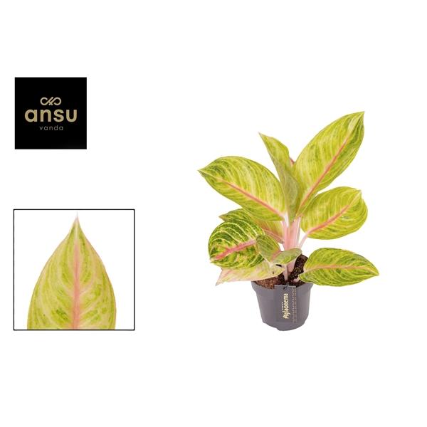 Горшечные цветы и растения оптом Aglaonema Rose Parakeet от 6шт из Голландии с доставкой по России