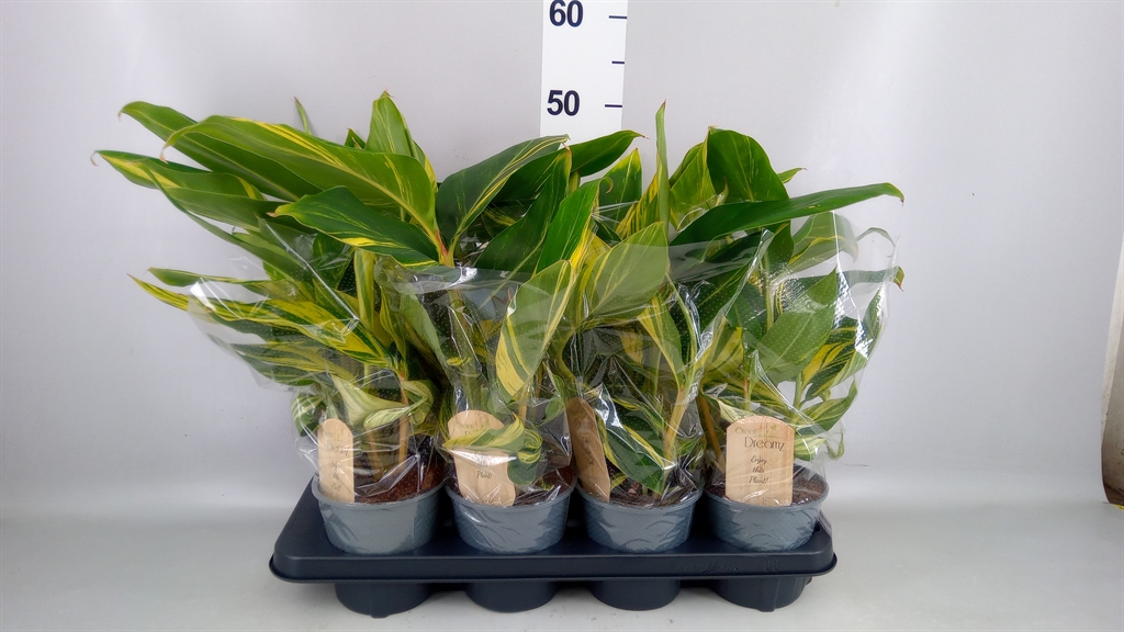 Горшечные цветы и растения оптом Alpinia Zerumbet variegata от 8шт из Голландии с доставкой по России