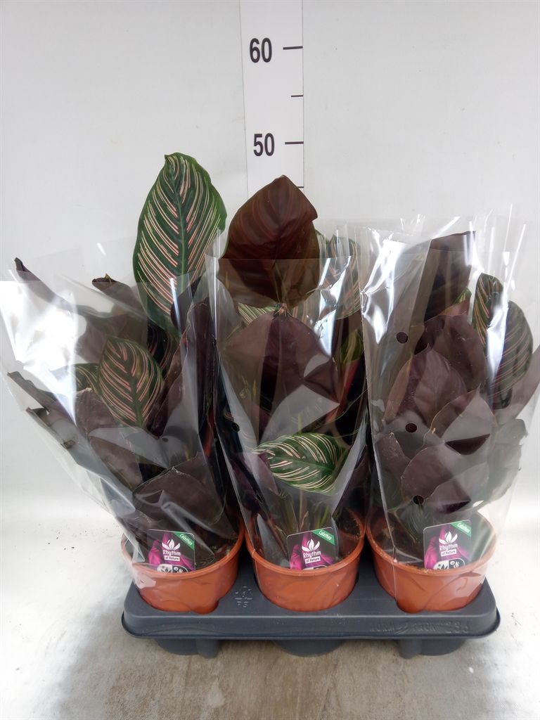 Горшечные цветы и растения оптом Calathea Sanderiana от 6шт из Голландии с доставкой по России