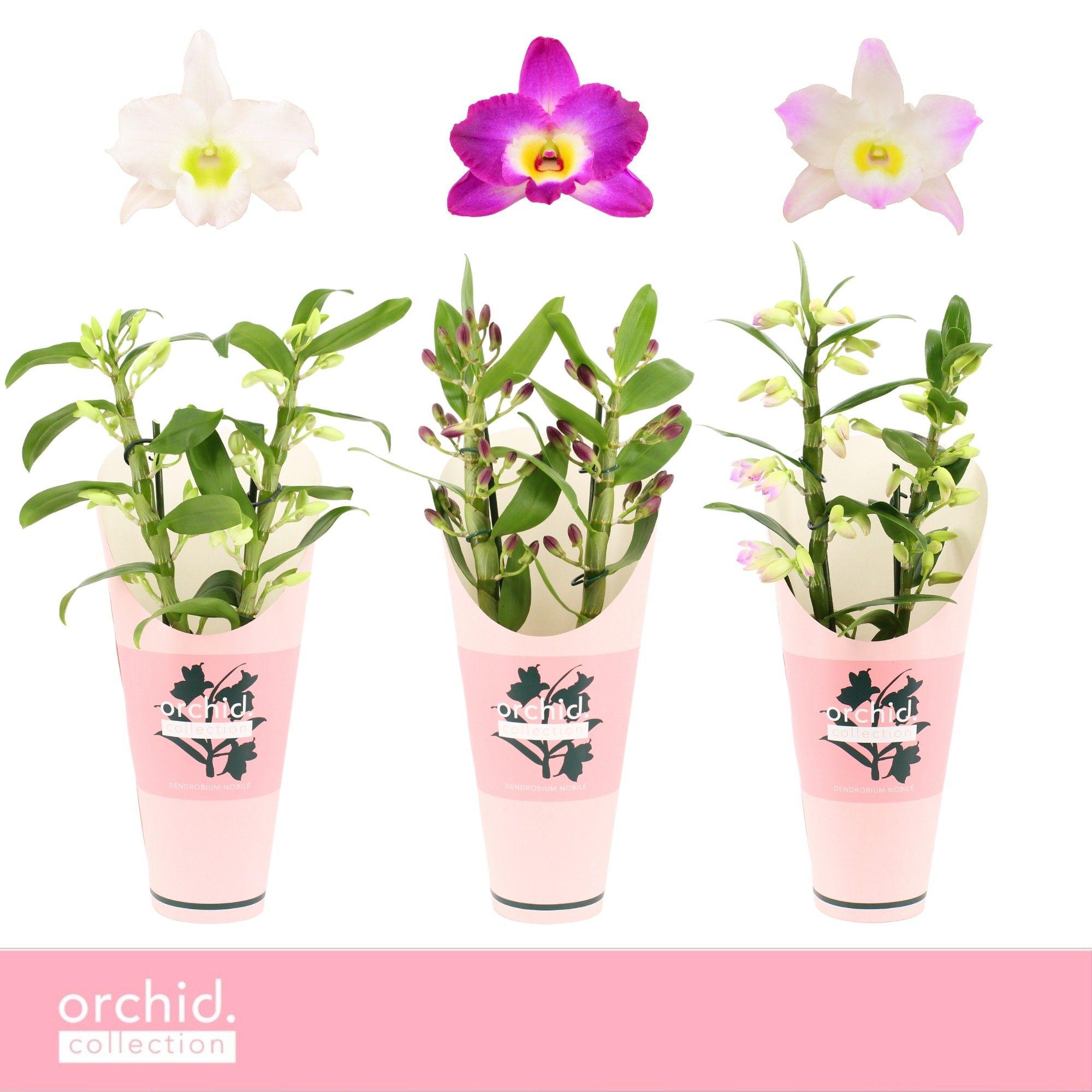 Горшечные цветы и растения оптом Dendr Nob 2st Mix Compact Orchid Collection от 6шт из Голландии с доставкой по России