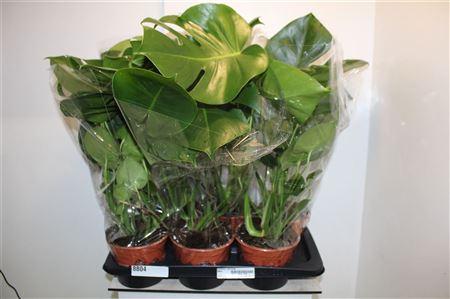 Горшечные цветы и растения оптом Monstera Deliciosa от 6шт из Голландии с доставкой по России