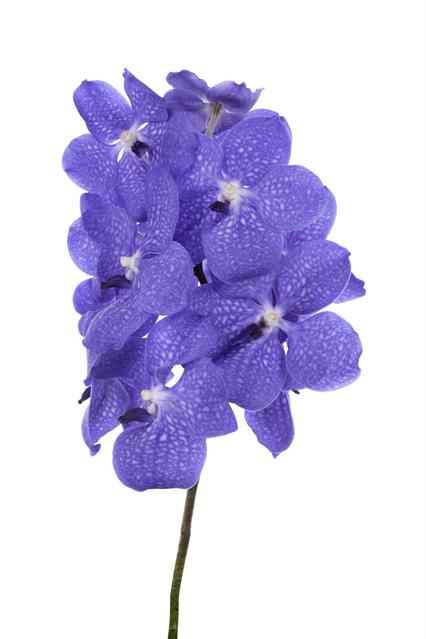 Срезанные цветы оптом Vanda light new blue от 16шт из Голландии с доставкой по России