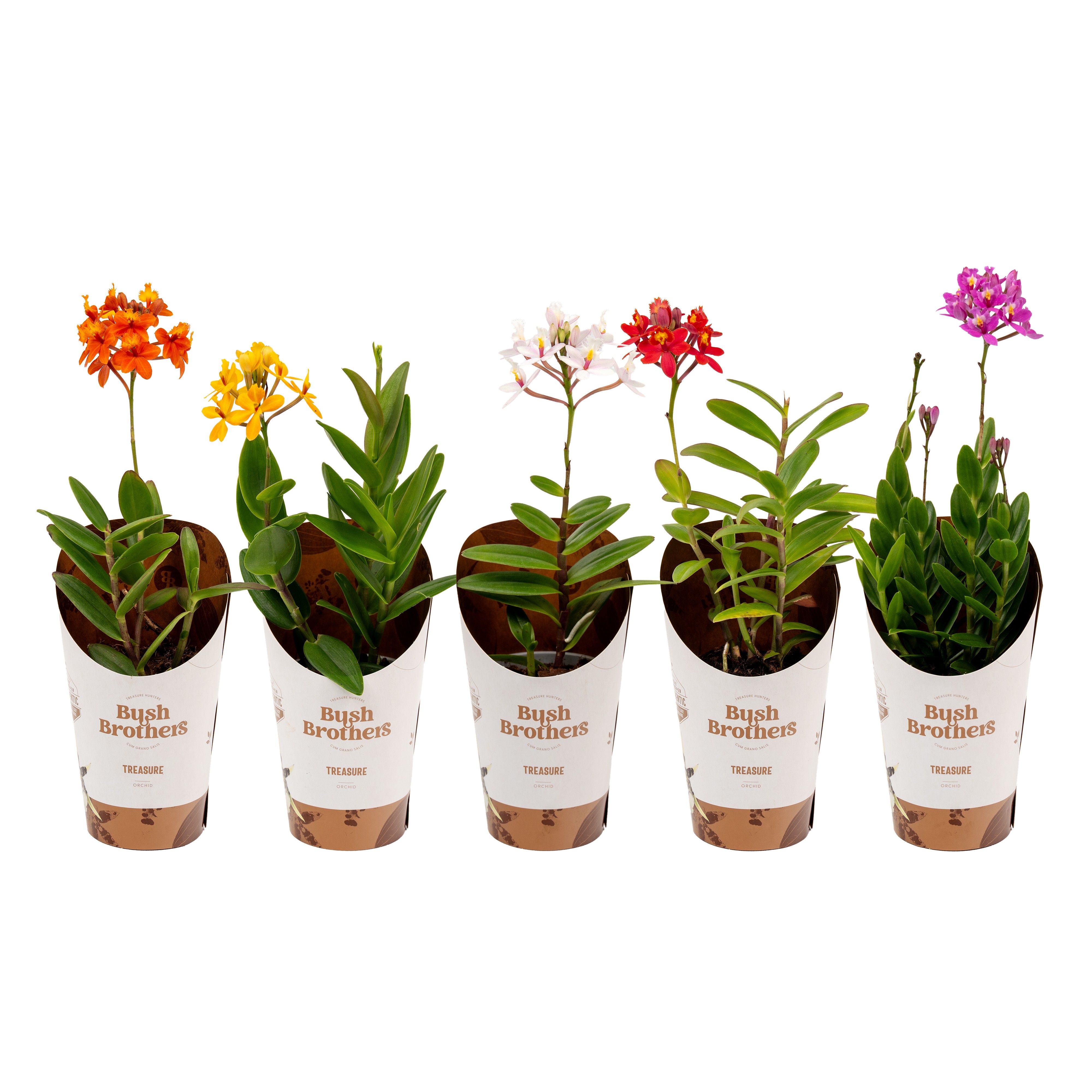 Горшечные цветы и растения оптом Epidendrum от 12шт (для телеги) из Голландии с доставкой по России