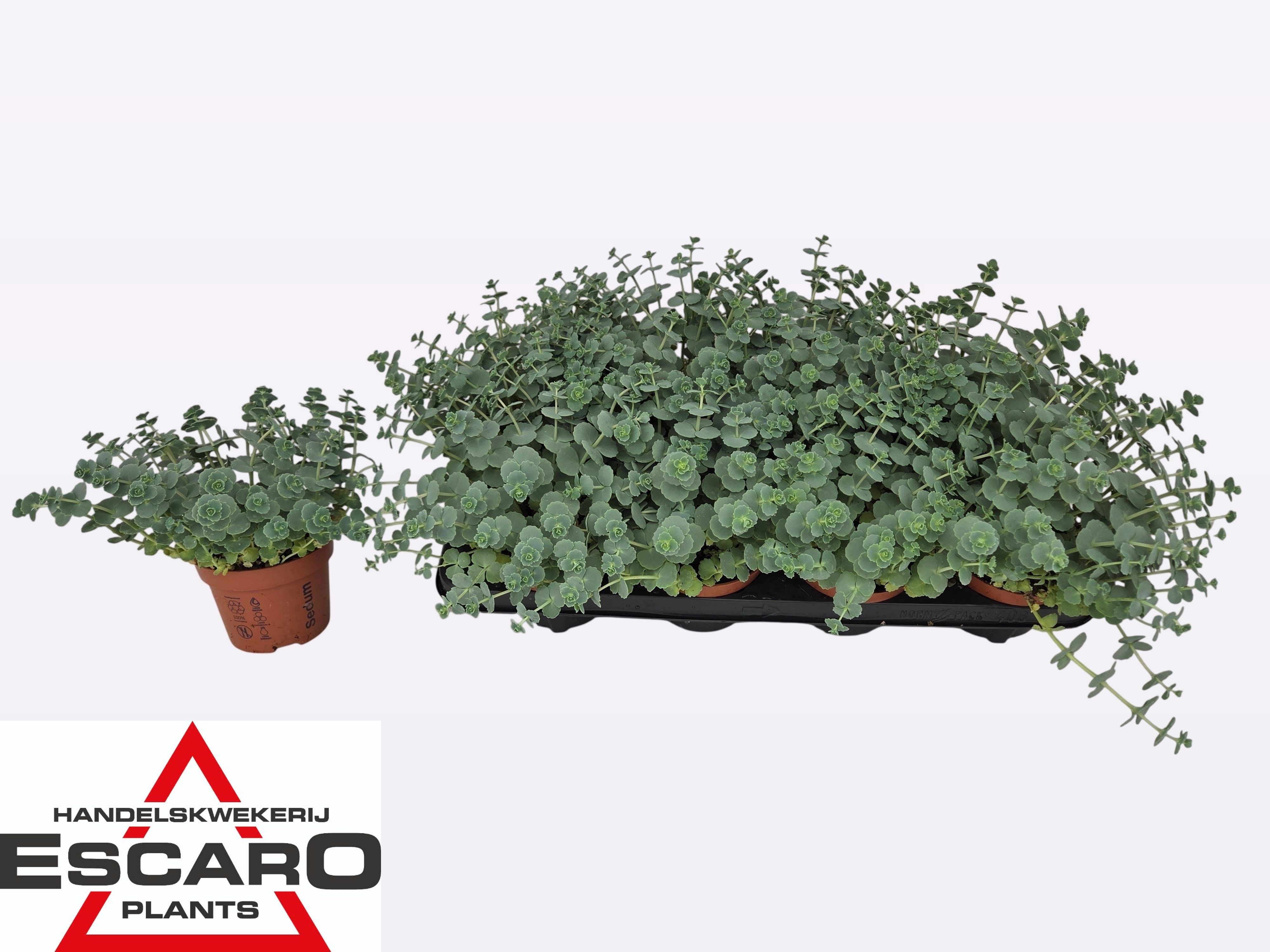 Горшечные цветы и растения оптом Sedum Sieboldii от 8шт из Голландии с доставкой по России
