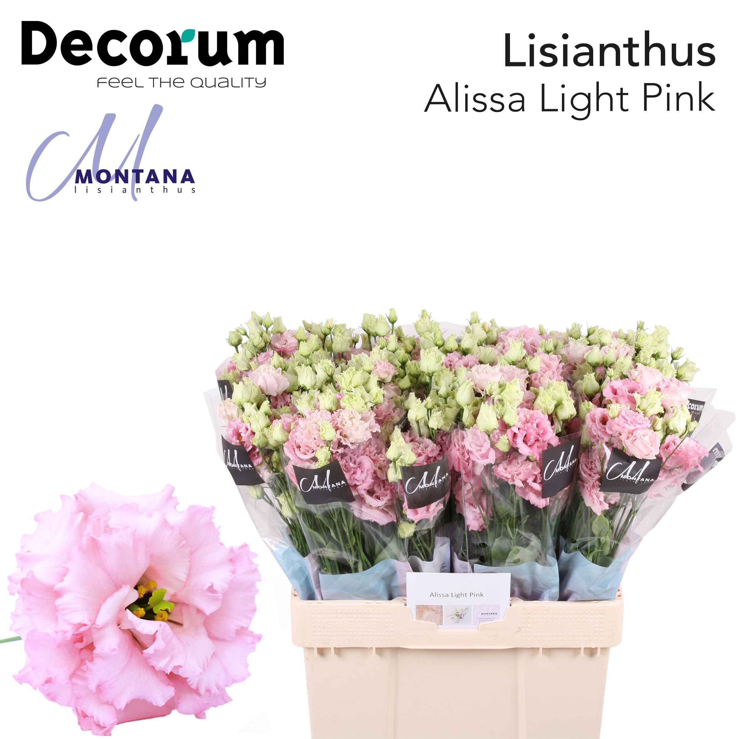 Срезанные цветы оптом Lisianthus do alissa light pink от 80шт из Голландии с доставкой по России