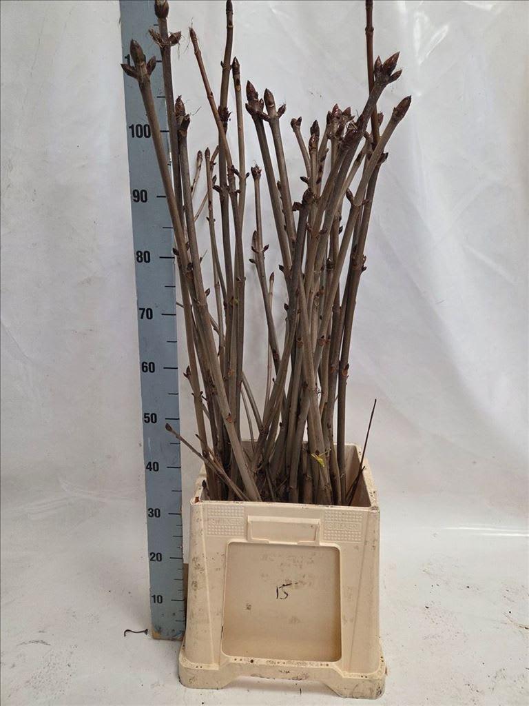 Срезанные цветы оптом Aesculus stem (kastanje) hippoc от 60шт из Голландии с доставкой по России