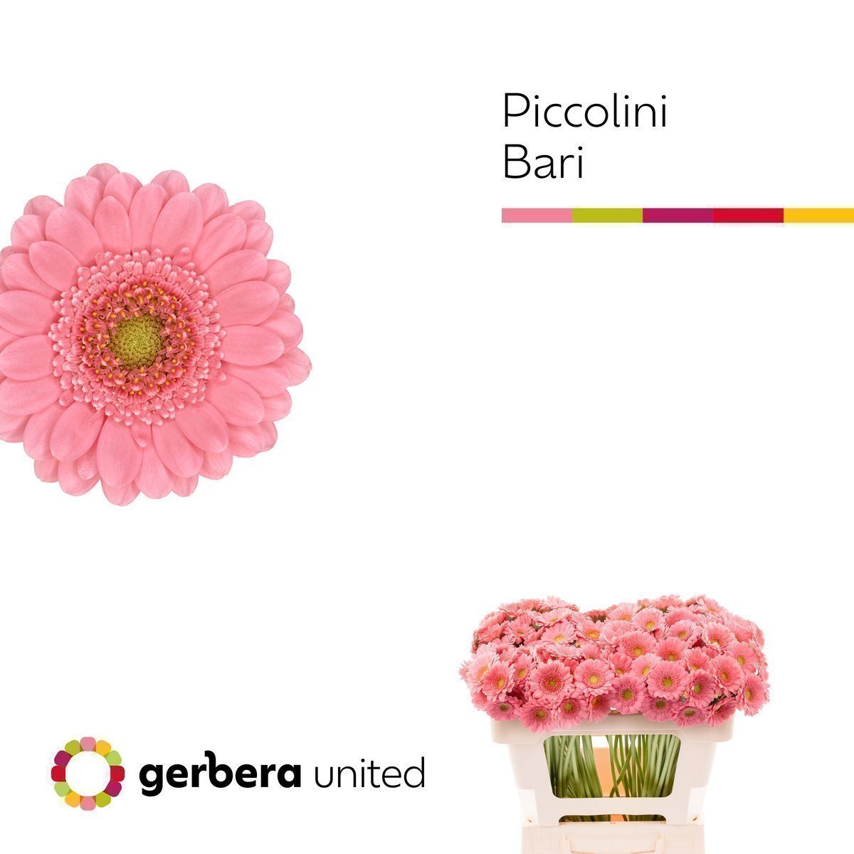 Срезанные цветы оптом Germini piccolini nano bari от 120шт из Голландии с доставкой по России