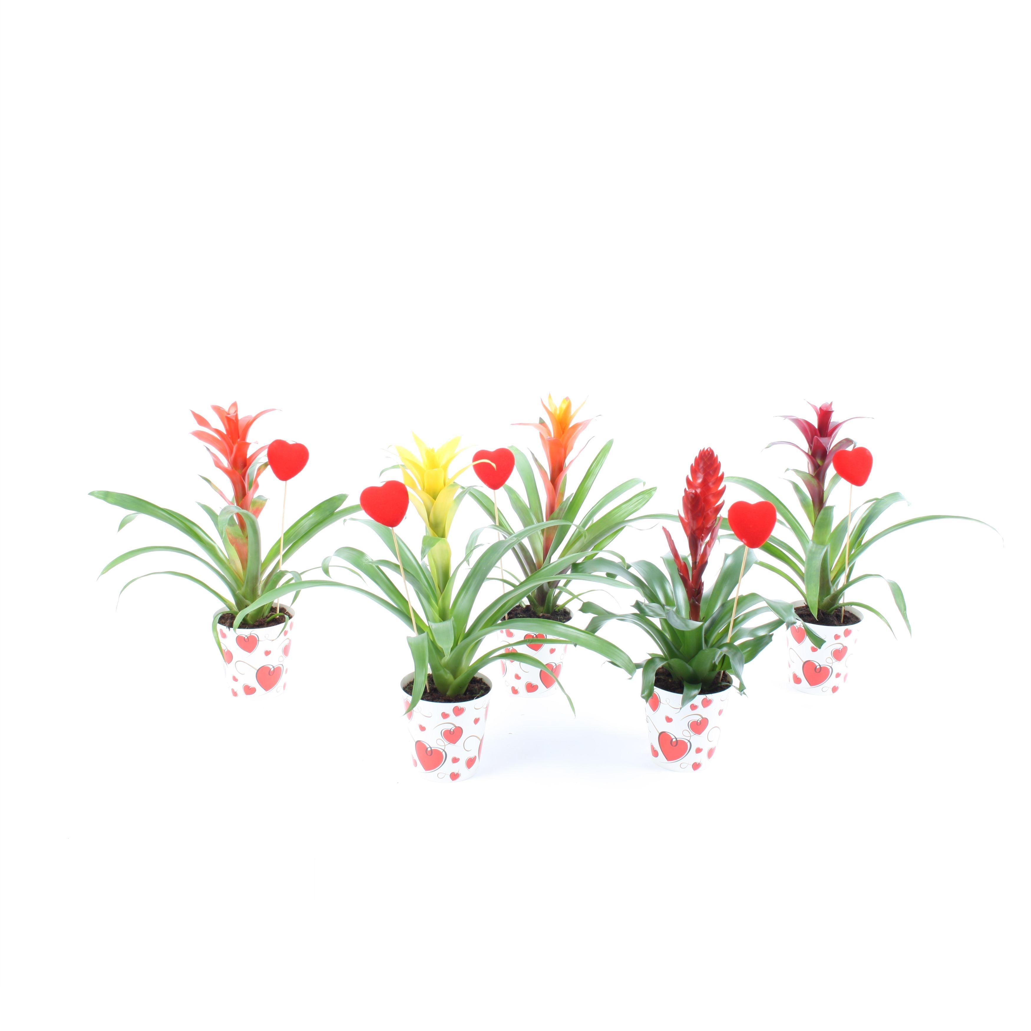 Горшечные цветы и растения оптом Bromelia Mix True Love Hart Cover + Steker от 6шт из Голландии с доставкой по России