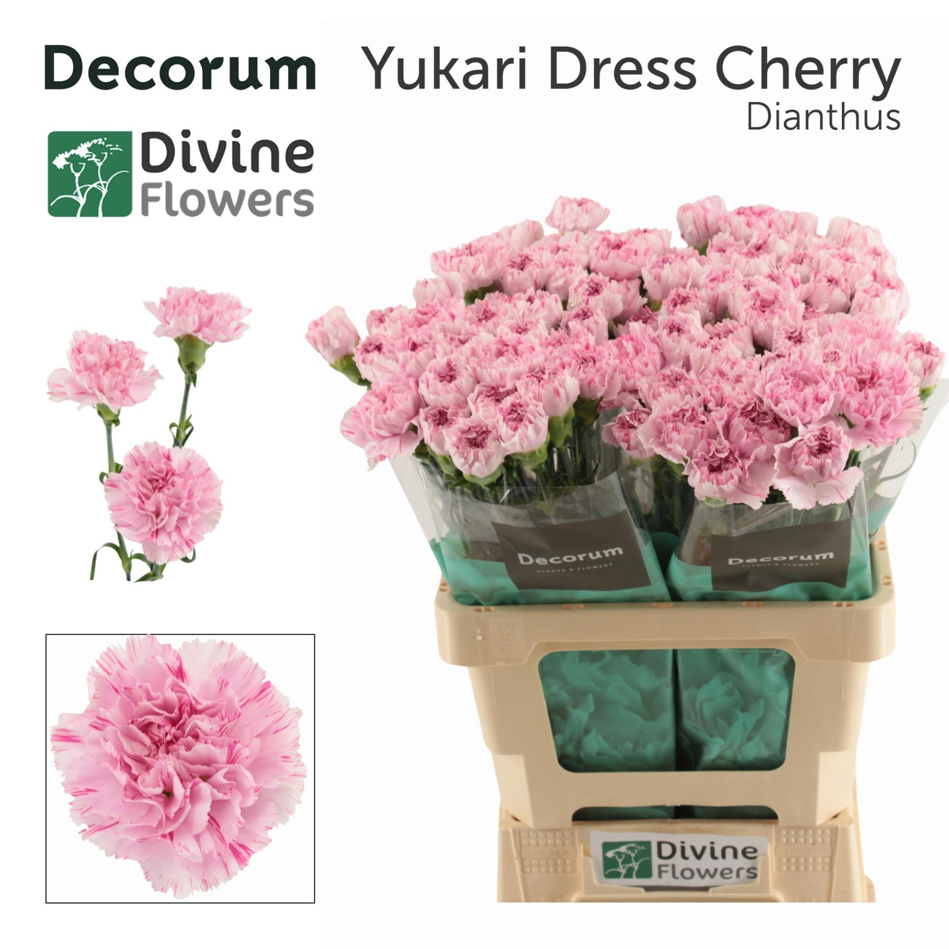 Срезанные цветы оптом Dianthus st yukari dress cherry от 80шт из Голландии с доставкой по России