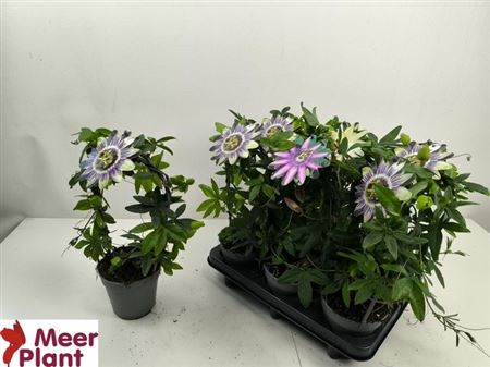 Горшечные цветы и растения оптом Passiflora Caerulea Arch от 6шт из Голландии с доставкой по России