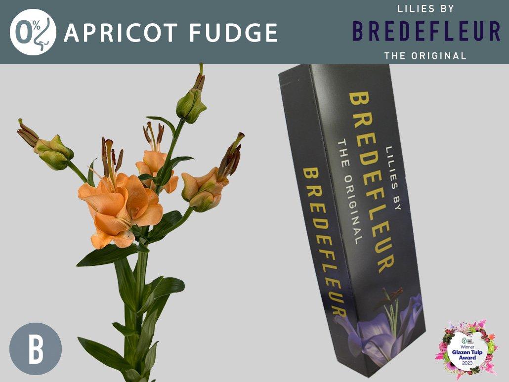 Срезанные цветы оптом Lilium as tigerlily apricot fudge от 60шт из Голландии с доставкой по России