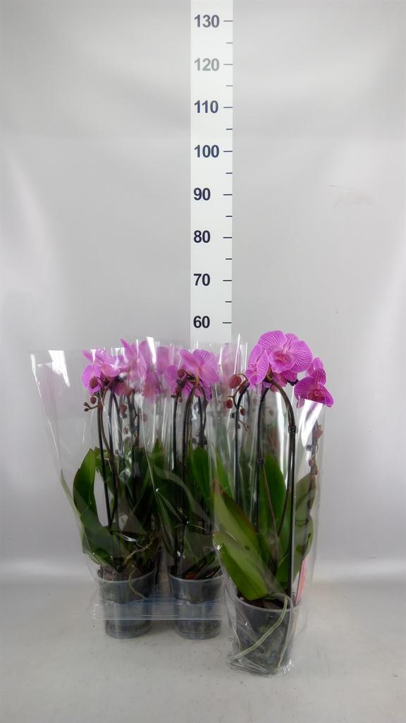 Горшечные цветы и растения оптом Phal Cascade 2st Mix 16+ (konst) от 6шт из Голландии с доставкой по России