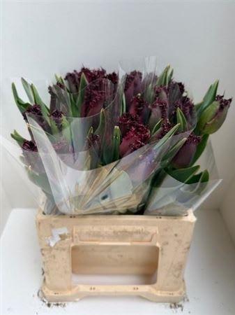 Срезанные цветы оптом Tulipa fr labrador от 25шт из Голландии с доставкой по России