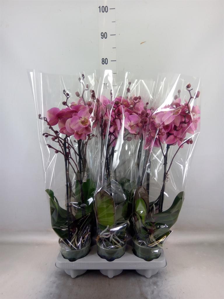 Горшечные цветы и растения оптом Phalaenopsis   ... от 6шт из Голландии с доставкой по России