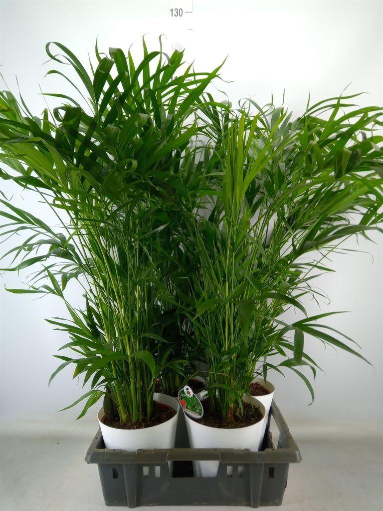 Горшечные цветы и растения оптом Chamaedorea Cataractarum от 4шт из Голландии с доставкой по России