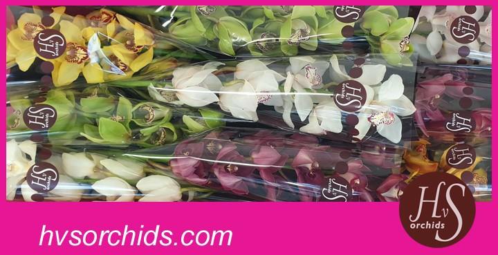 Срезанные цветы оптом Cymbidium mix от 10шт из Голландии с доставкой по России