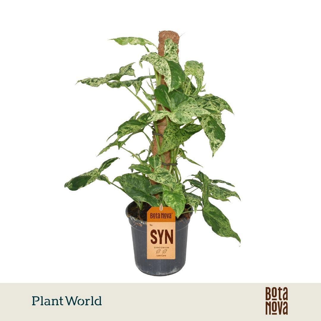 Горшечные цветы и растения оптом Syngonium Mottled Mosspole от 6шт из Голландии с доставкой по России