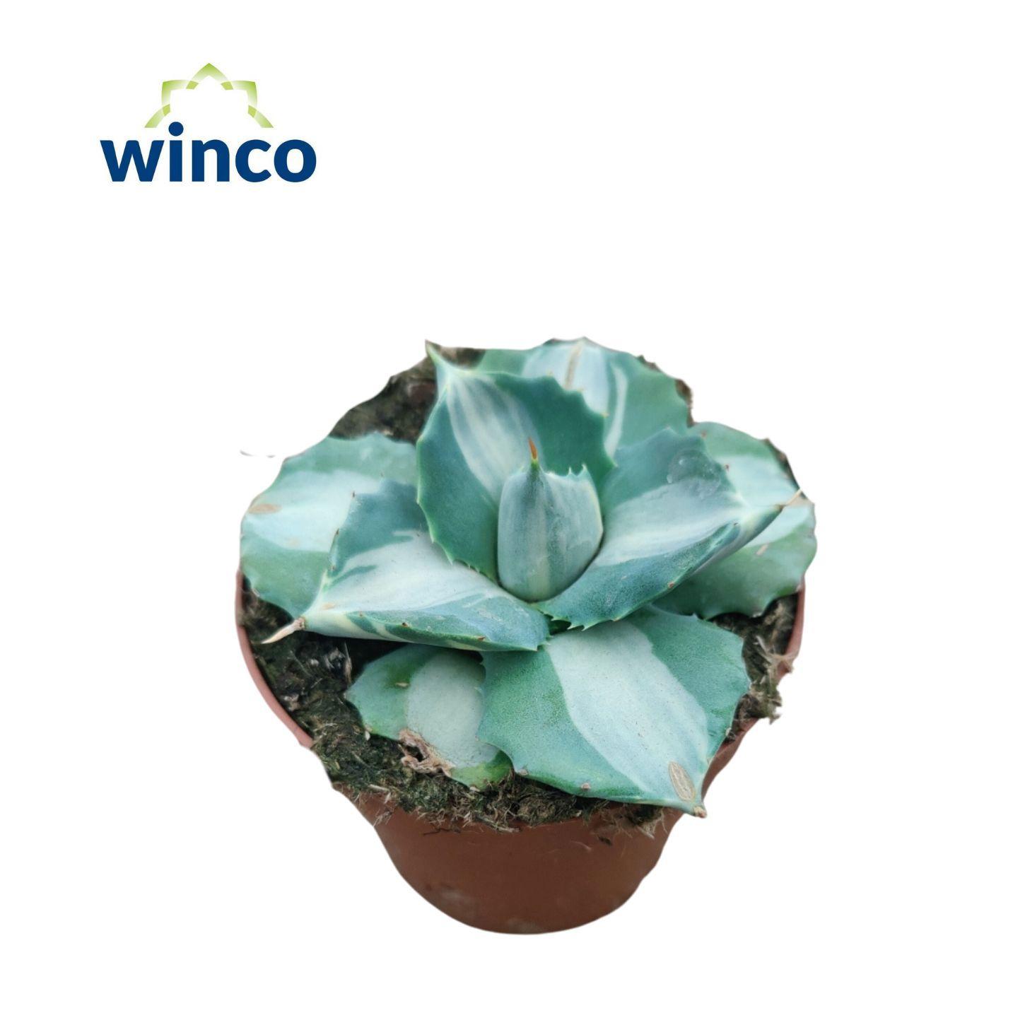 Горшечные цветы и растения оптом Agave Potatorum Ouhi-raijin Variegata от 8шт (для телеги) из Голландии с доставкой по России